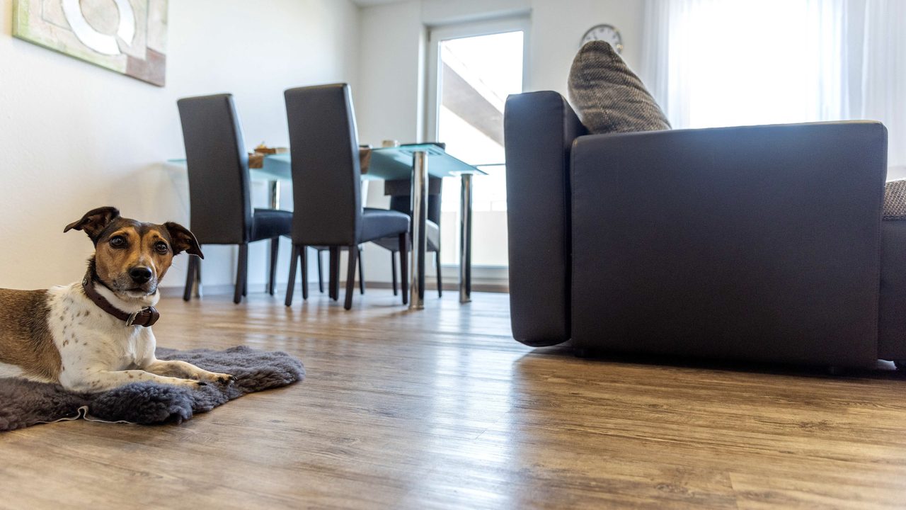 Auch Vierbeiner fühlen sich wohl – Appartement im Hotel Engelhorn Leimen